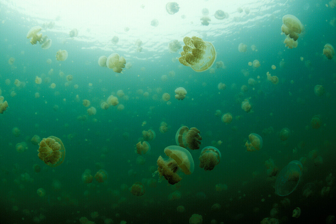 Palau, Non-stinging jellyfish of Palau's jellyfish lake.