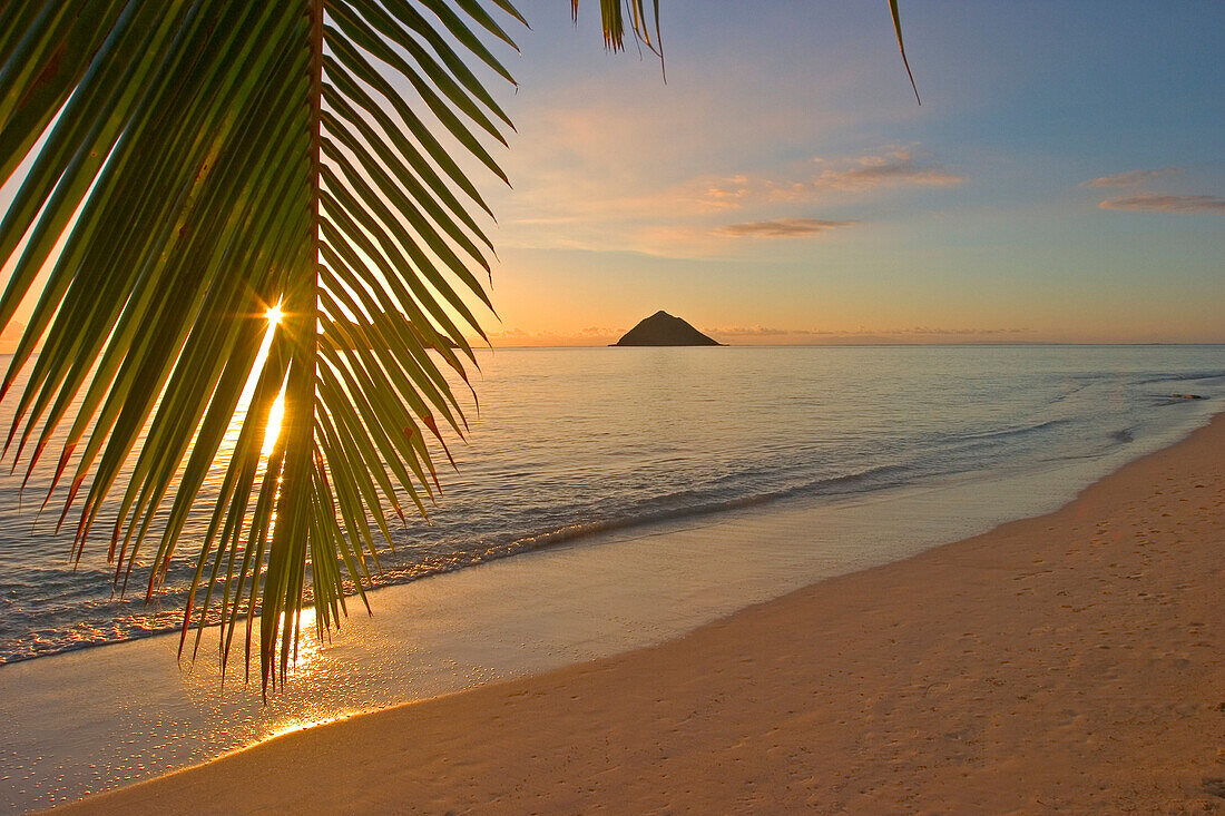 Hawaii, Oahu, Mokulua Islands, Golden sunrise at Lanikai beach, palm branch