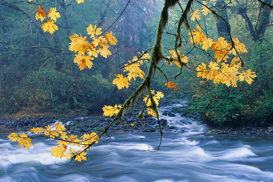 Oregon, Cascade Mountain Range, yellow autumn leaves with stream A51G