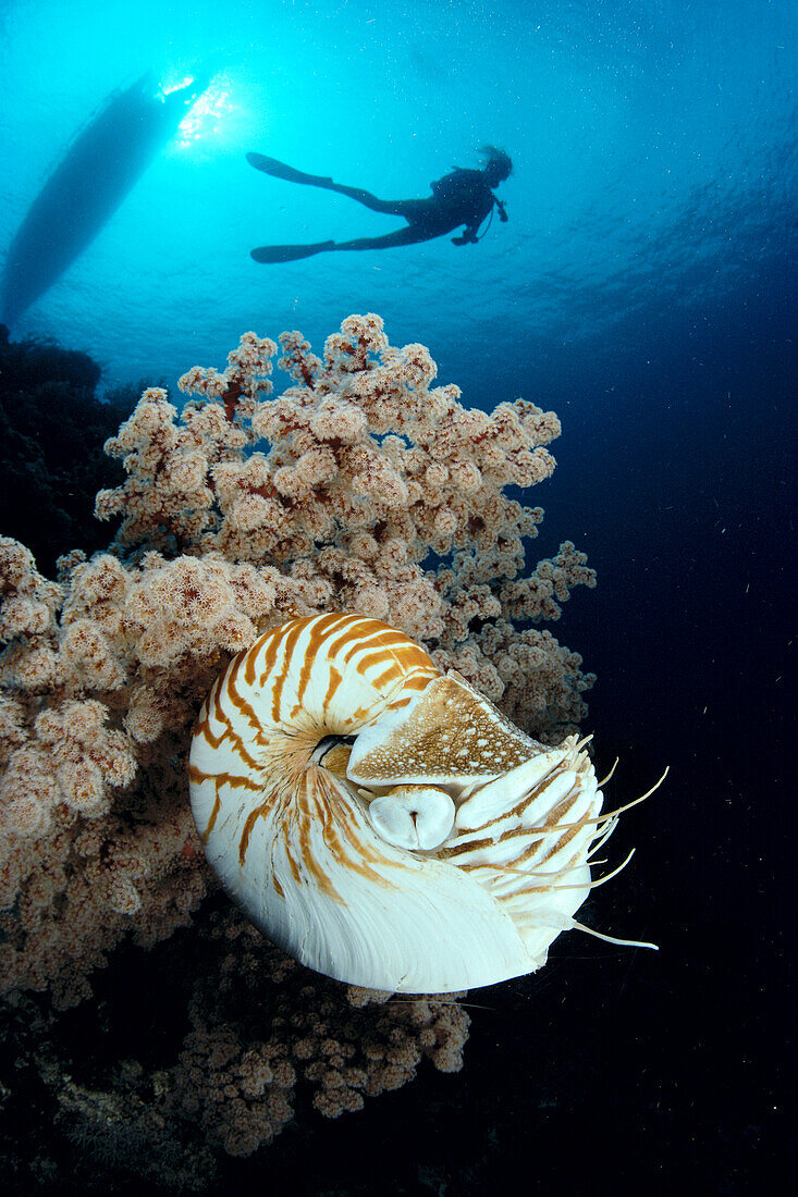 Indonesia, nautilus shell (Nautilus pompilius) close-up soft coral, diver background silhouetted A80H