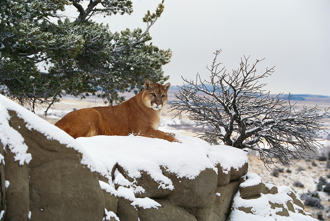 Montana mountain lion (Felis concolor) resting in day bed winter, snow A52G