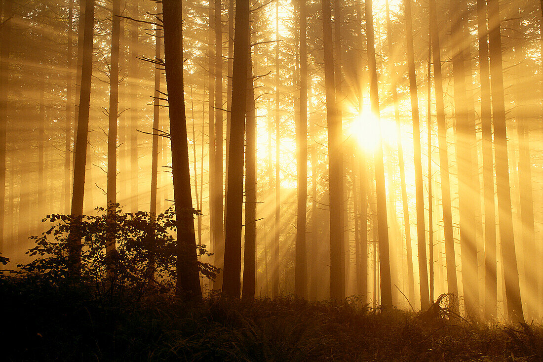 Oregon, Eugene, Spencer Butte Park sunlight filters through fog, trees in forest A24E