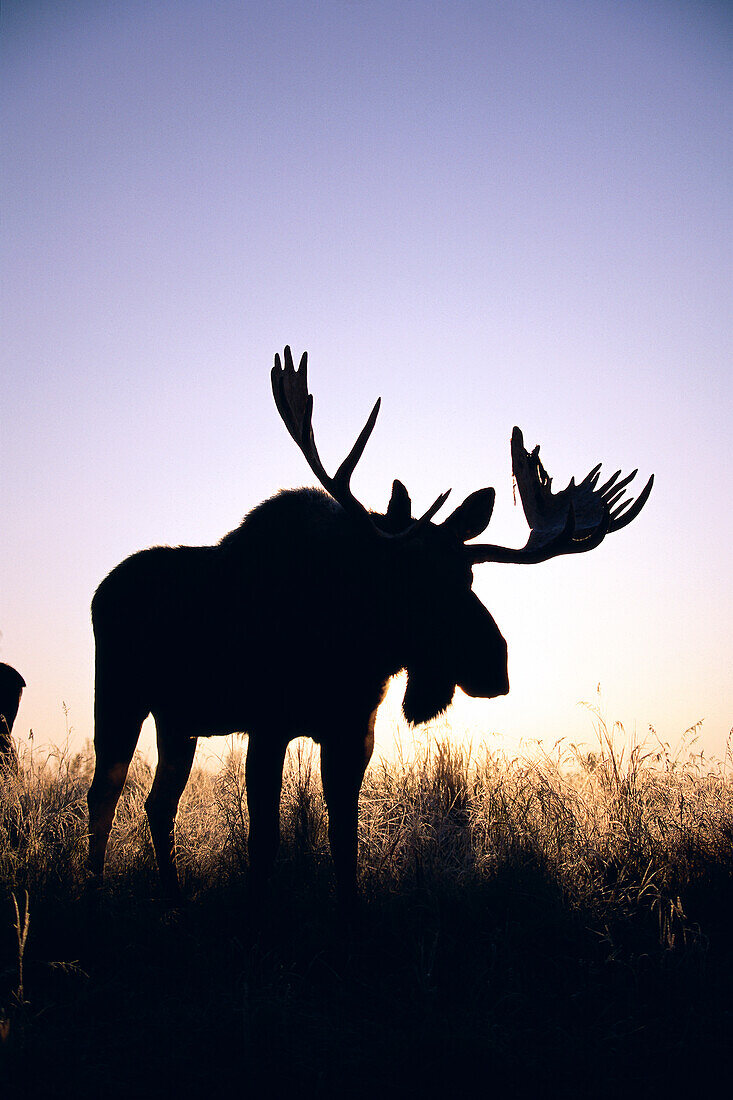 Alaska, Kenai National Wildlife Refuge, Moose bull (Alces alces) silhouetted backlit A50B