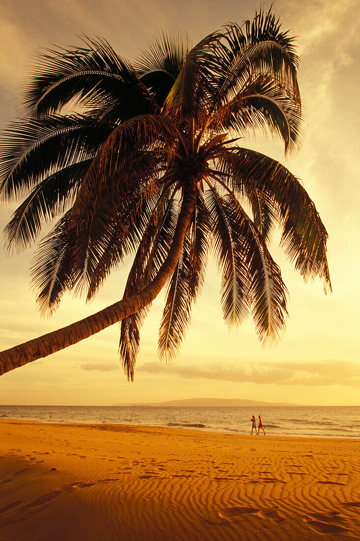 Hawaii, Maui, Kamaole beach, at sunset, two women walk along shoreline distance, palm tree foreground