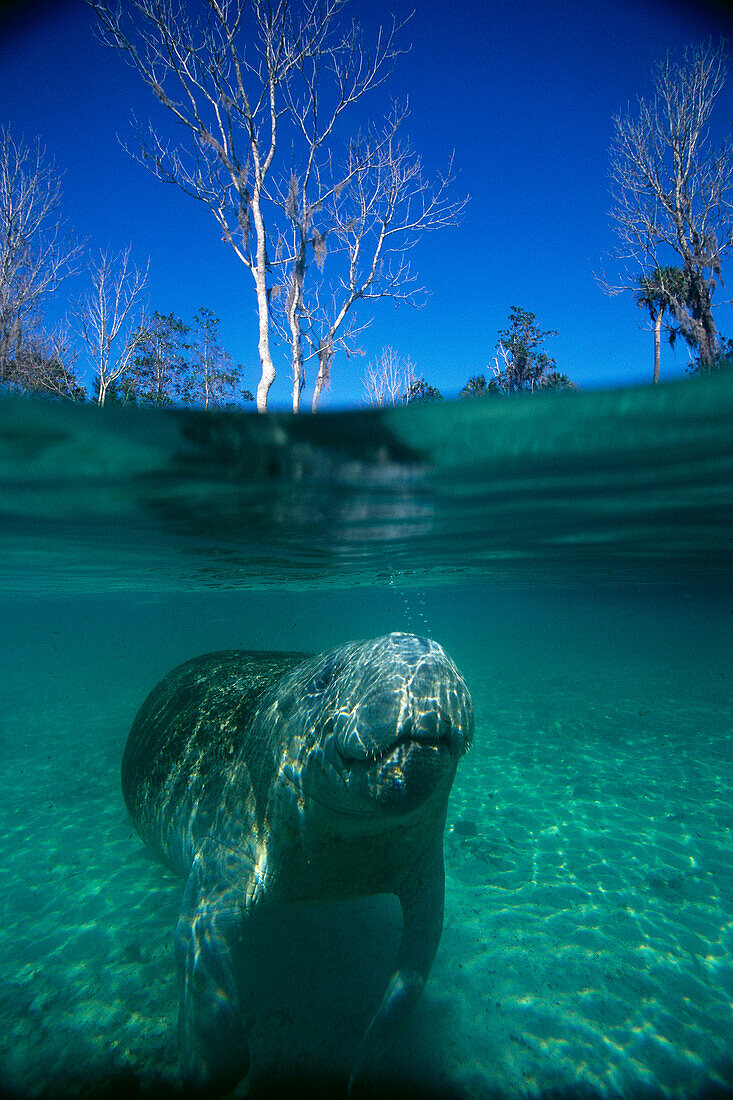 Florida, West Indian Manatee (Trichechus manatus) over/under, blue sky B1970