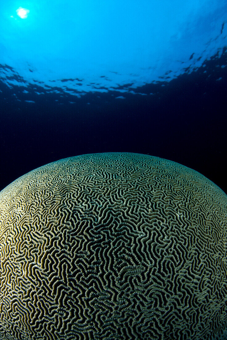 Micronesia, Caroline Islands, Kosrae, Brain coral appears like world, round, surface reflection B1963