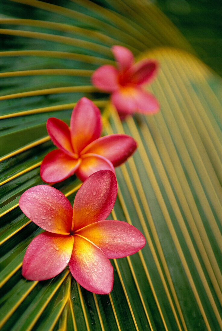 Close-up three pink plumeria flowers on coconut palm leaf selective focus D1741