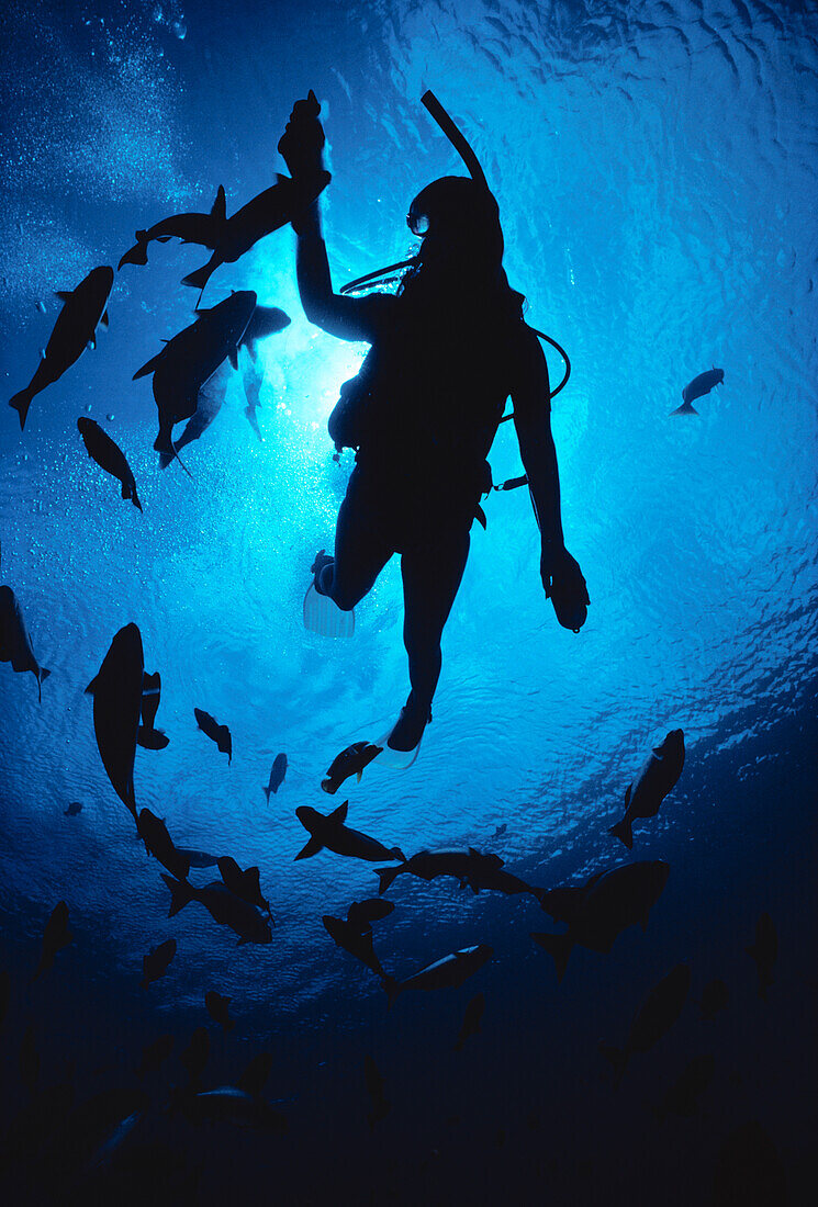 Hawaii, Silhouetted diver and reef fish, view from below, sunburst