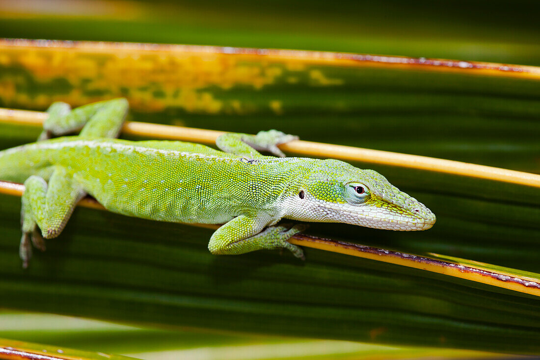 Hawaii, Green Anole Lizard (Anolis Carolinensis Porcatus), clings to a palm frond.