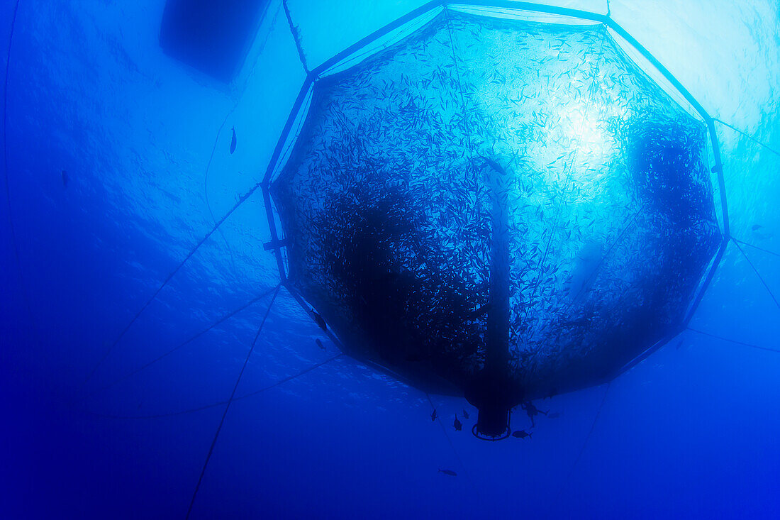 Hawaii, Big Island, Almaco Jack (Seriola rivoliana) in a pen at a fish farm.