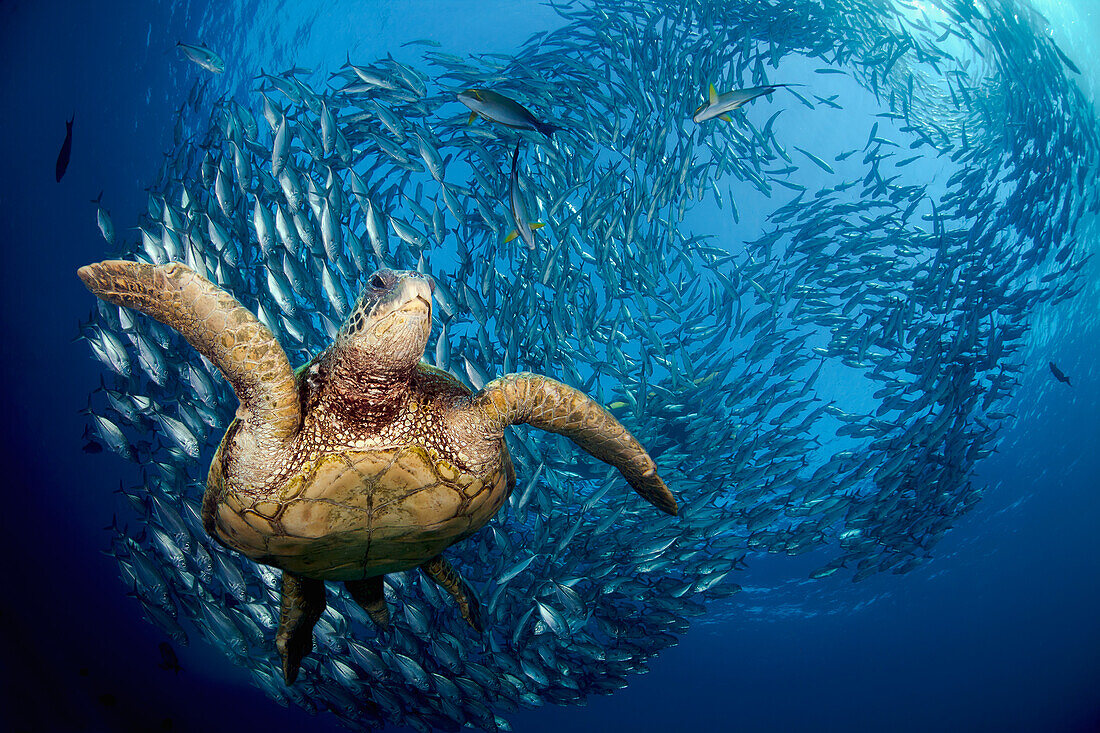 Indonesia, Bali A green sea turtle, (Chelonia mydas) glides below a school of Bigeye Jacks (Caranx sexfasciatus).