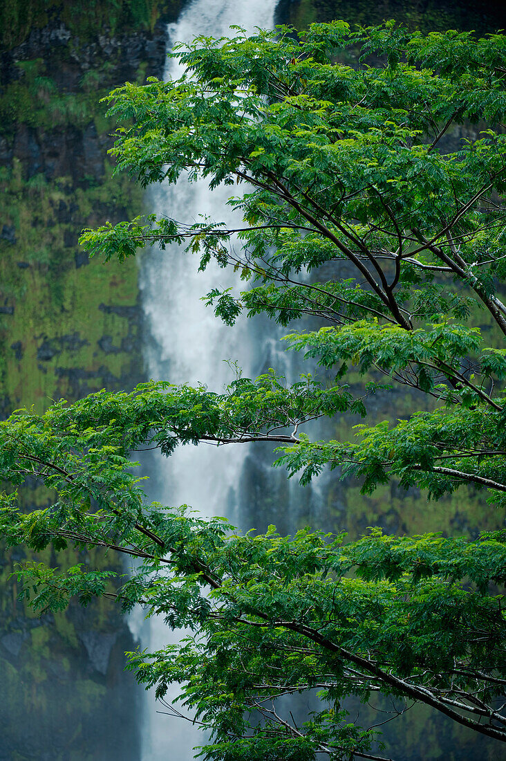 Hawaii, Big Island, Akaka Falls, Lush green tree and waterfall in the rainforest.