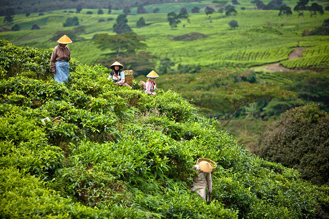 'Women Working In The Tea Plantation; Tanjung Sakti Sumatera Selatan Indonesia'