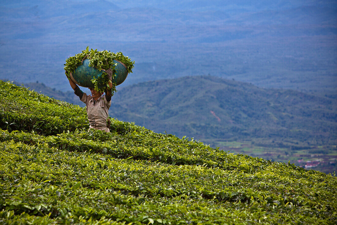 'A Worker In A Tea Plantation; Tanjung Sakti Sumatera Selatan Indonesia'