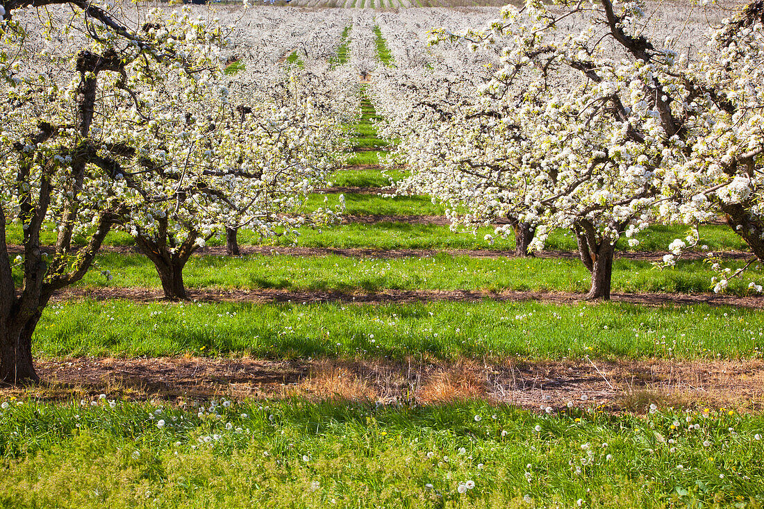 'Apple Blossom Trees In The Hood River Valley In Columbia River Gorge, Oregon United States Of America'