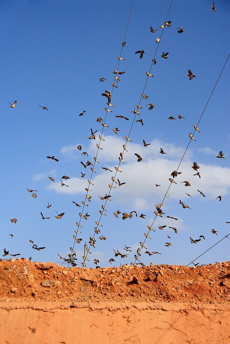 Birds on the electrical lines, Morocco