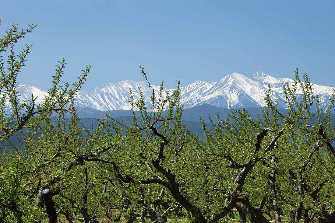 Peach crop at the foothills of the Canigou,Eastern Pyrenees,France,Languedoc-Roussillon