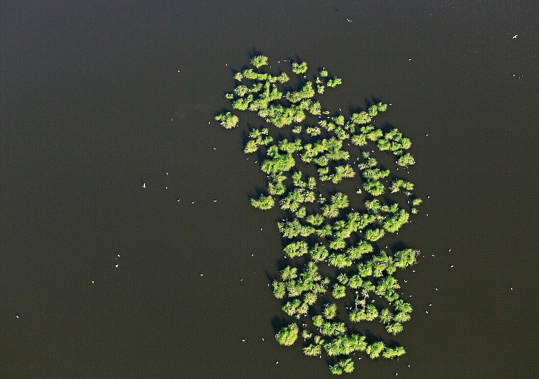 France, Indre (36), the Regional Natural Park of the Brenne, grass islands with nesting little egrets (Egretta garzetta) (aerial photographs)