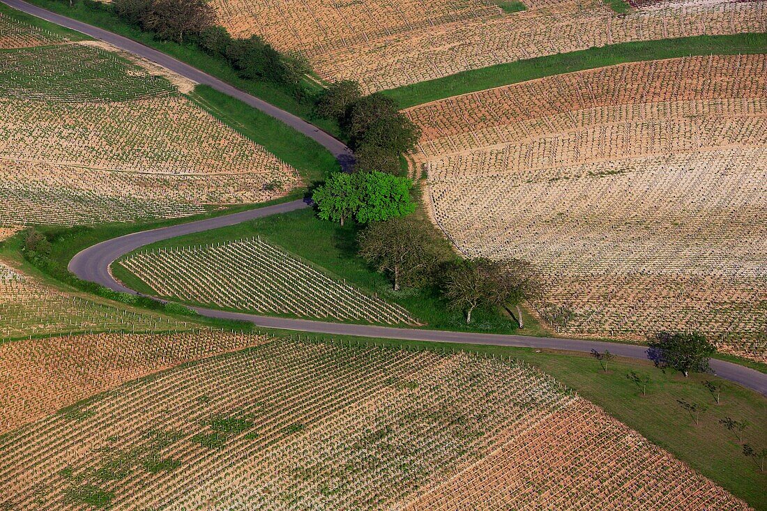 France, Cher (18), the Sancerre vineyards, AOC wine, wine route with graphics, (aerial photo)