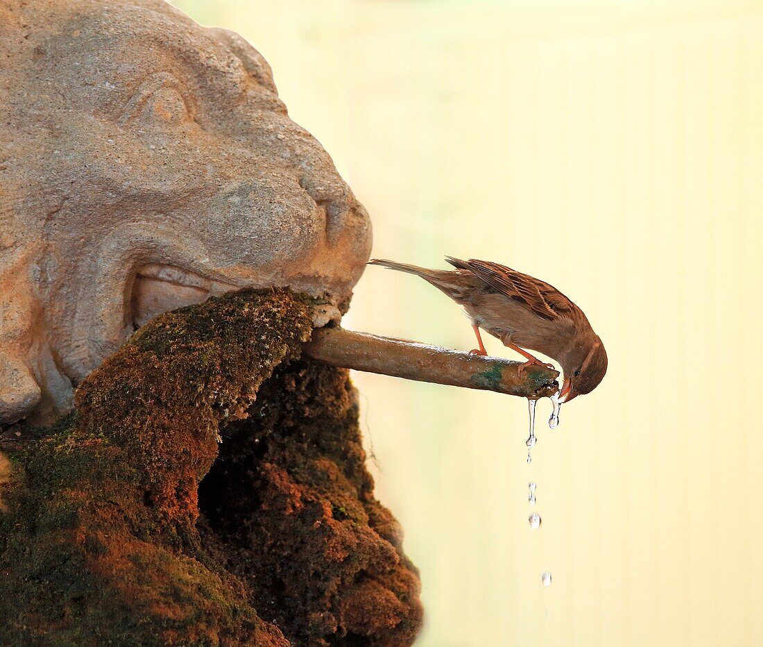 House Sparrow (Passer domesticus), beak bird sitting on a fountain to drink