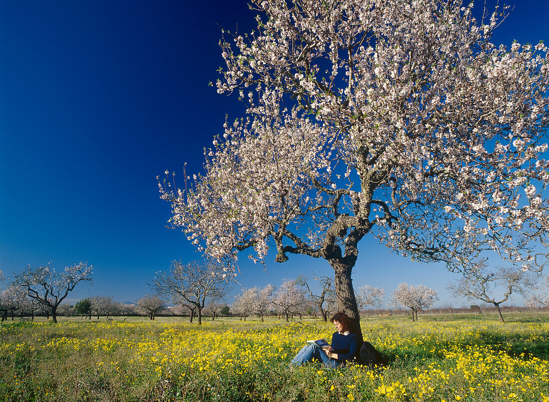 Frau sitzt unter blühendem Mandelbaum, Mallorca, Spanien