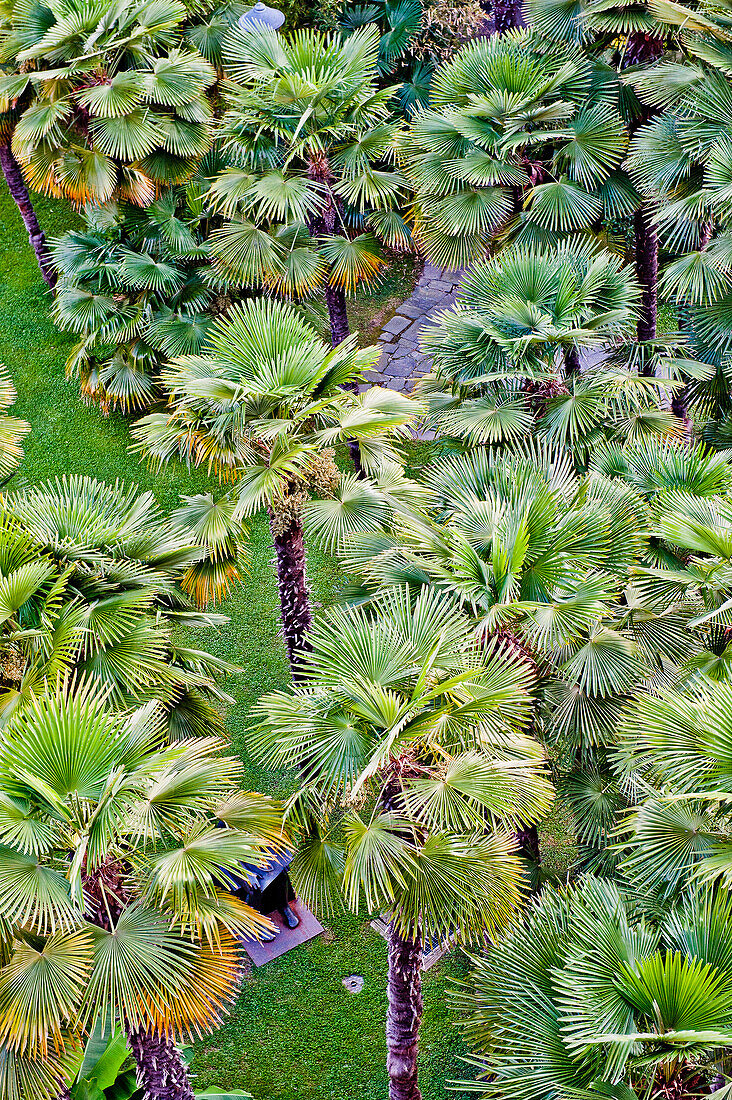 Palm trees in the park of Hotel Castagnola, Lugano, Ticino, Switzerland
