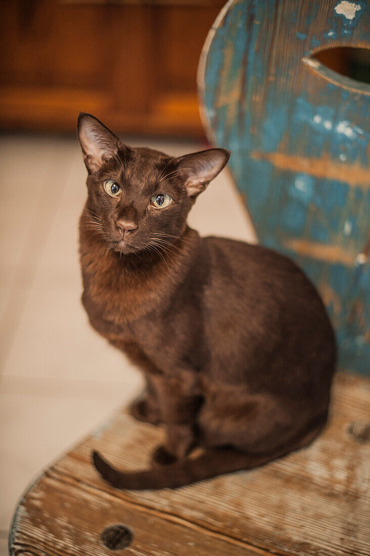 Havana tomcat sitting on a chair, Oriental shorthair cat, Berlin, Germany