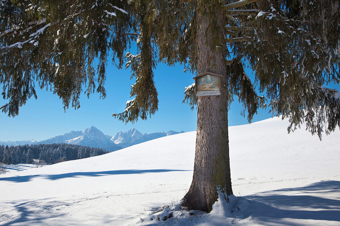 Wayside cross on a spruce tree, view to the Allgaeu Alps, Allgaeu, Bavaria, Germany