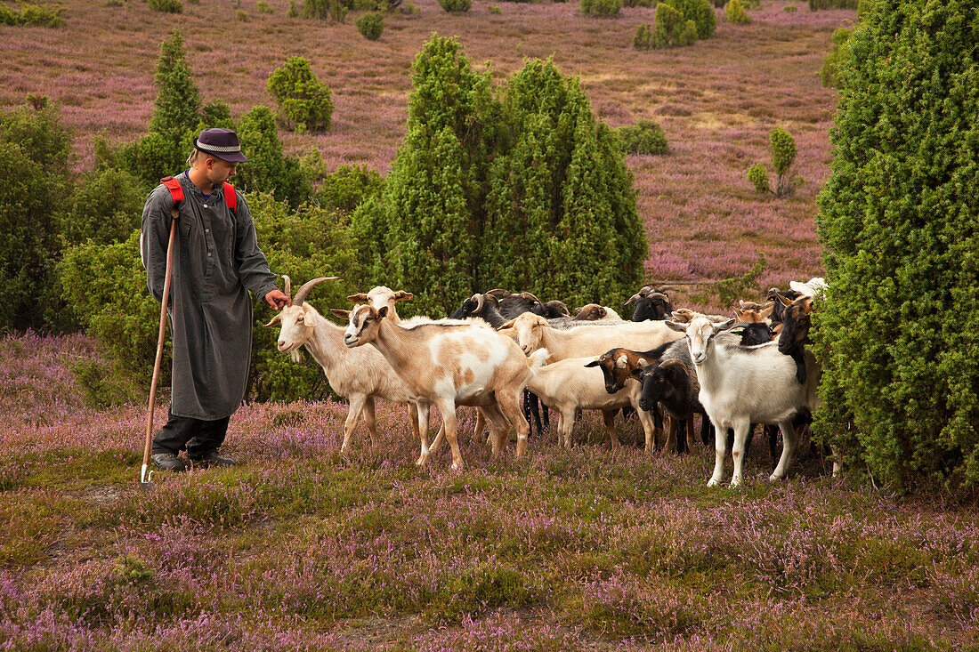 Shepherd in the Lueneburger heath, Lüneburger Heide, Lower Saxony, Germany