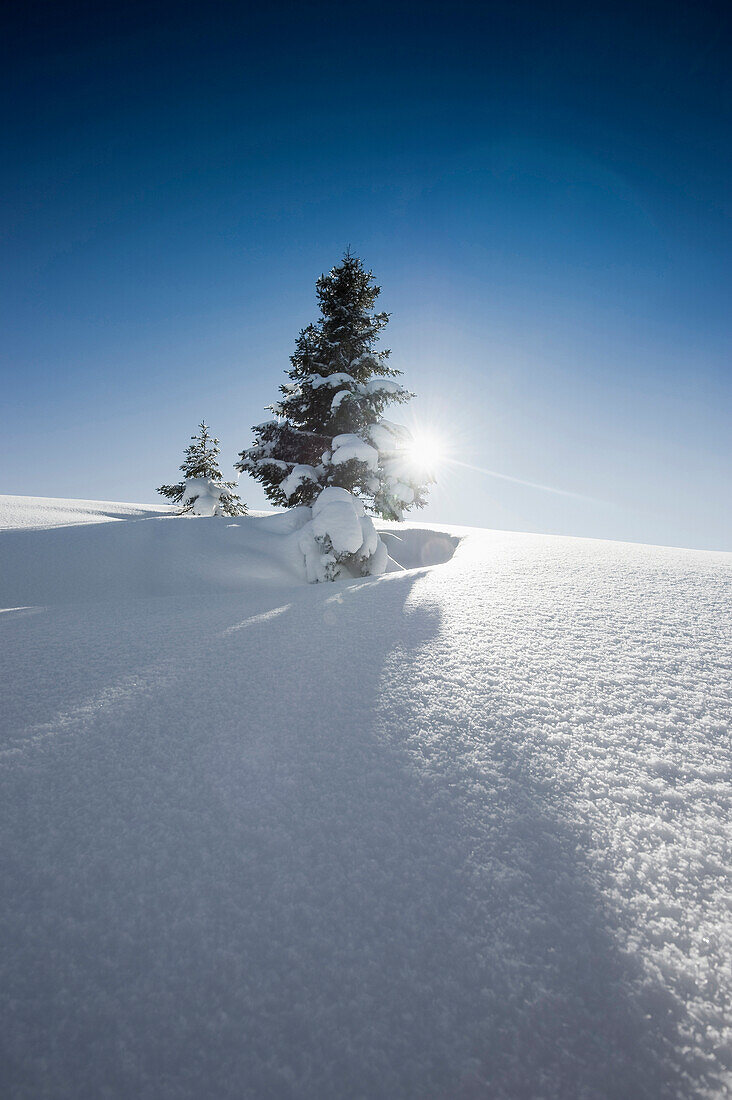 Snow covered fir tree, Wank mountain, Garmisch-Partenkirchen, Bavaria, Germany