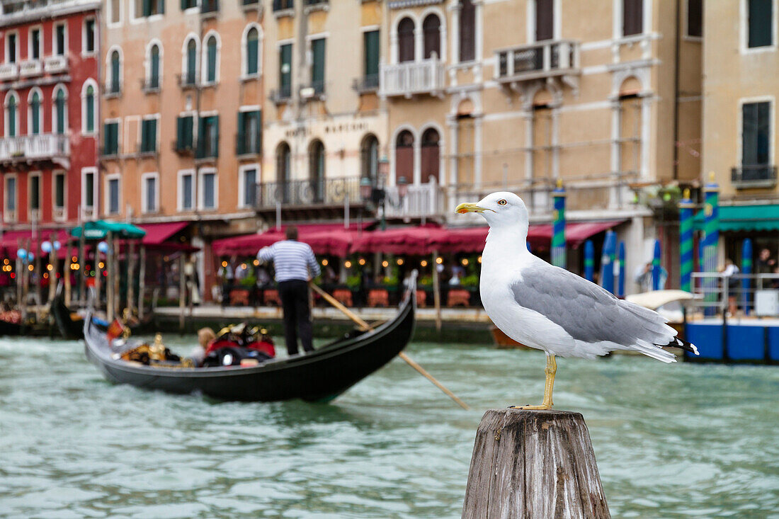 Weißkopfmöwe, Larus cachinnans, Gondel und Restaurant am Canale Grande, Venedig, Lagune von Venedig, Venetien, Italien, Europa