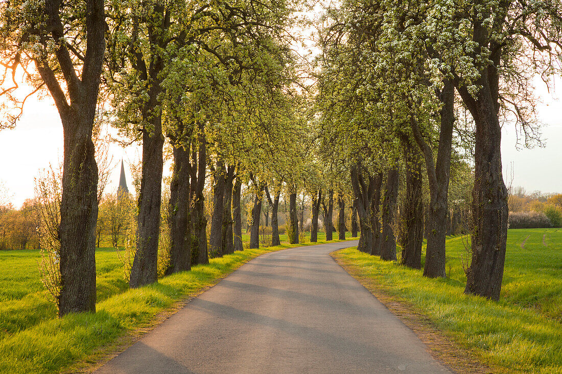 Allee of pear trees, Munsterland, North Rhine-Westphalia, Germany