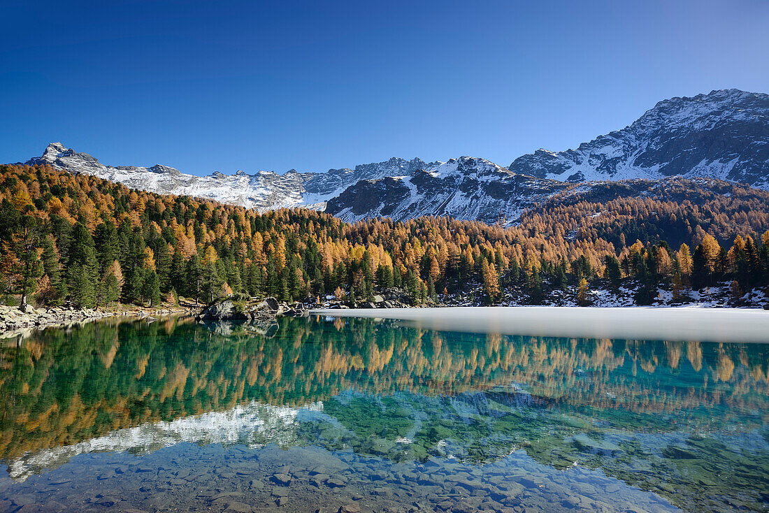 Larch trees in autumn colors and snow-capped mountains reflecting in a mountain lake, Lake Saoseo, Val da Cam, Val Poschiavo, Livigno Range, Grisons, Switzerland