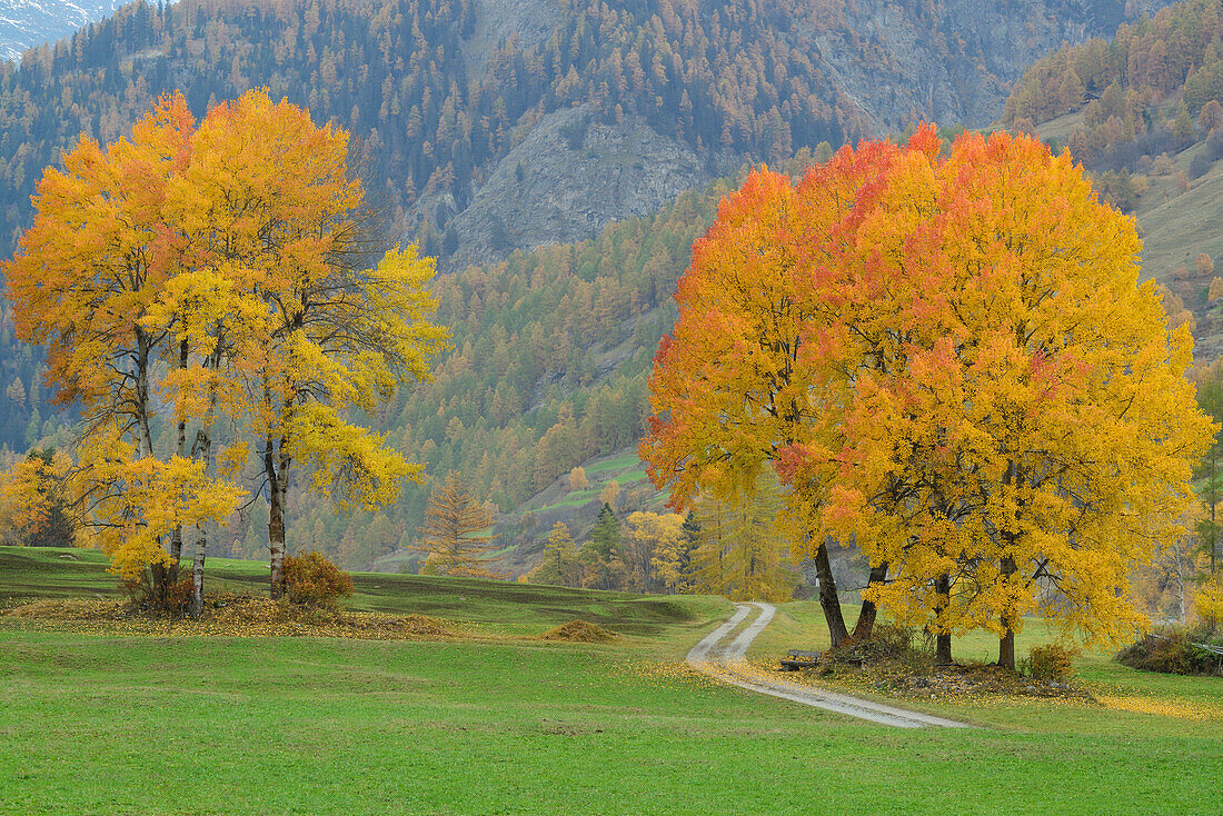 Weg schlängelt sich durch Wiese mit herbstlich verfärbten Espen, Unterengadin, Engadin, Graubünden, Schweiz