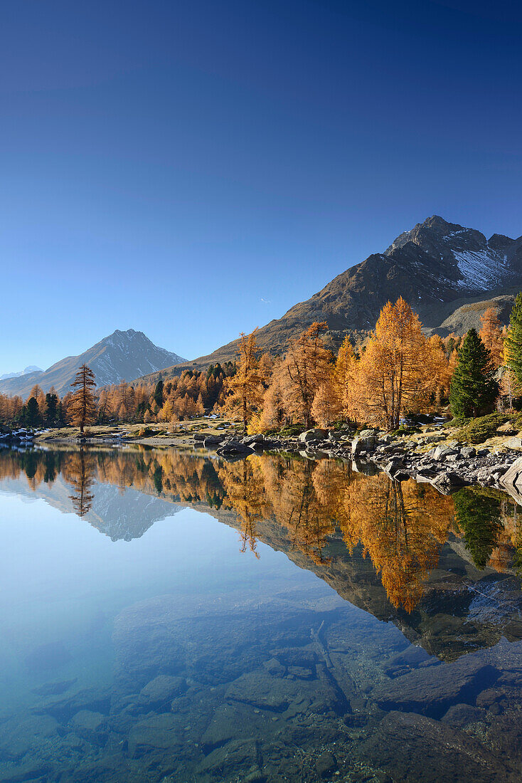 Larch trees in autumn colors and mountains reflecting in a mountain lake, Lake Val Viola, Val da Cam, Val Poschiavo, Livigno Range, Grisons, Switzerland