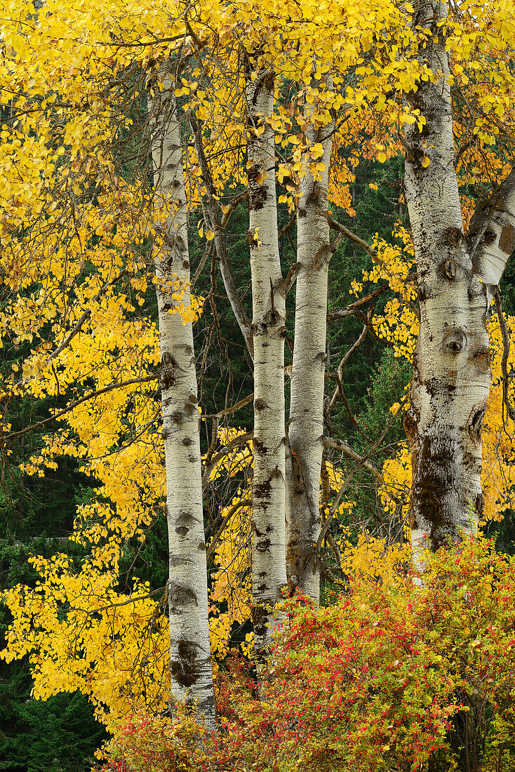 Aspen trees in autumn colors, Lower Engadin, Engadin, Grisons, Switzerland