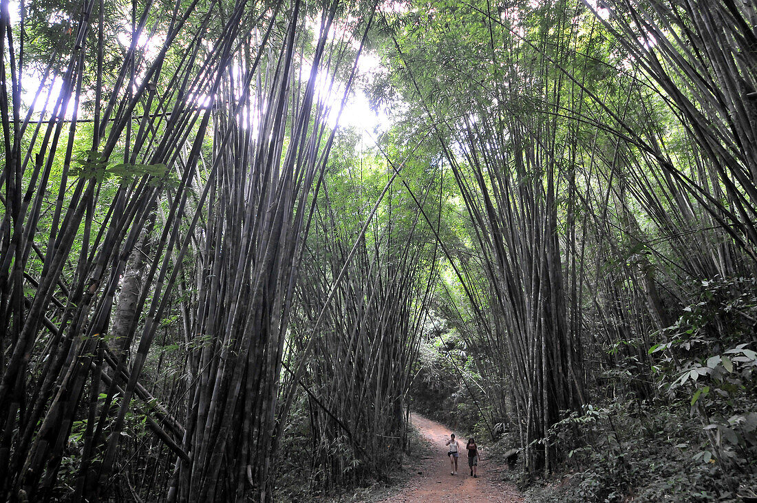 Bambooforrest in the  Khao Sok National Park, Souththailand, Thailand, Asia