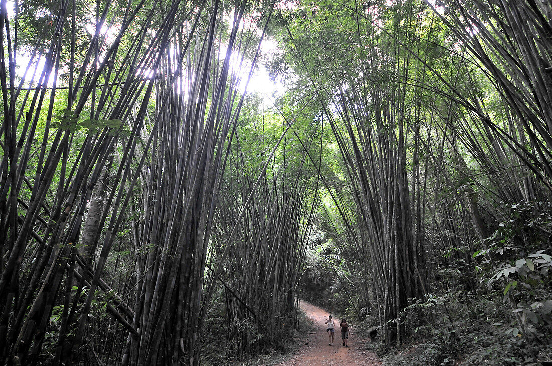 Bambuswald im Khao Sok National Park, Südthailand, Thailand, Asien