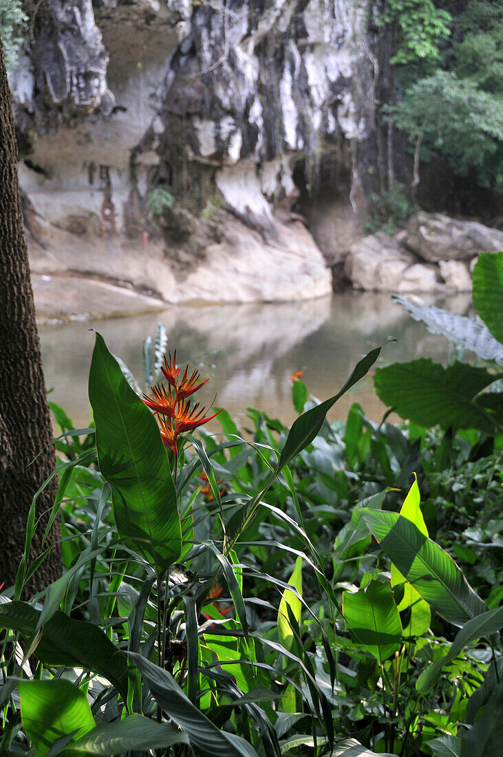 Im Khao Sok National Park, Südthailand, Thailand, Asien