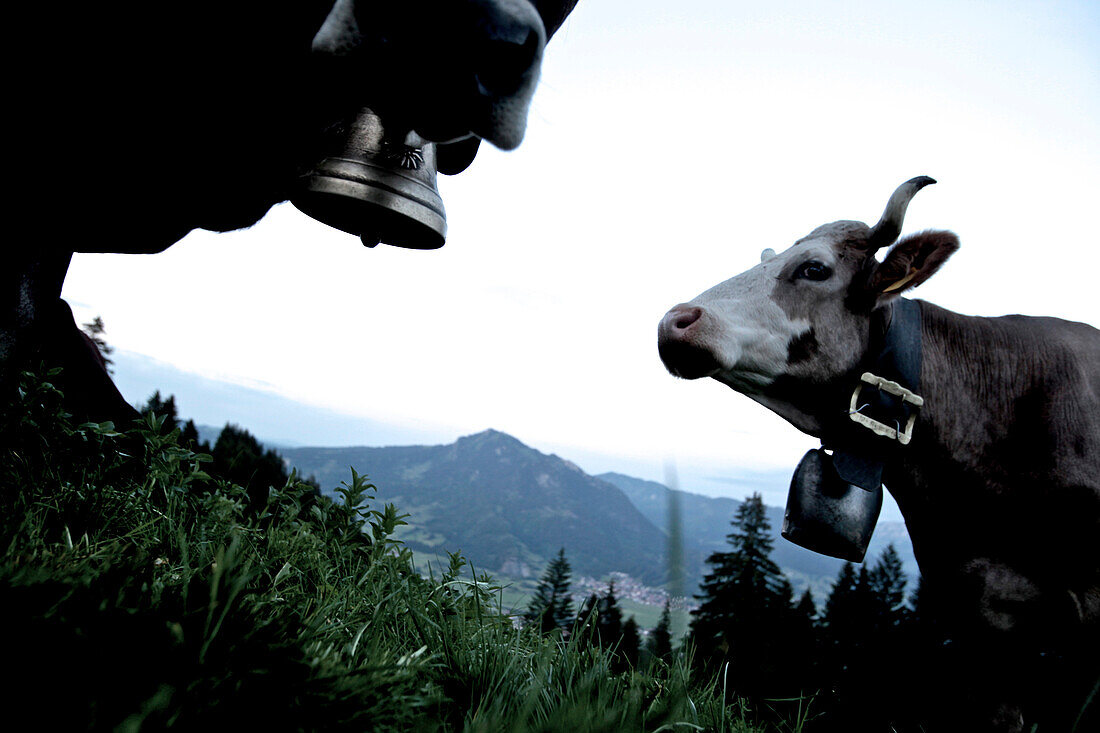 A herd of cows in the mountains, Oberberg, Bavaria, Germany