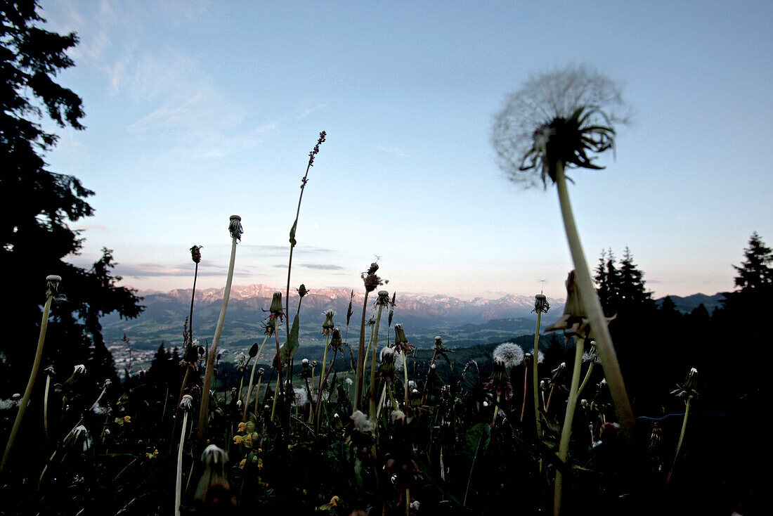 Dandelion clock on a meadow in the mountains, Oberberg, Bavaria, Germany