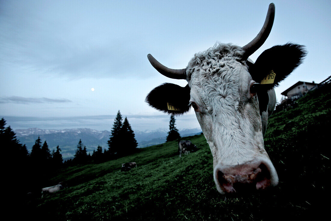 A cow in the mountains, Oberberg, Bavaria, Germany