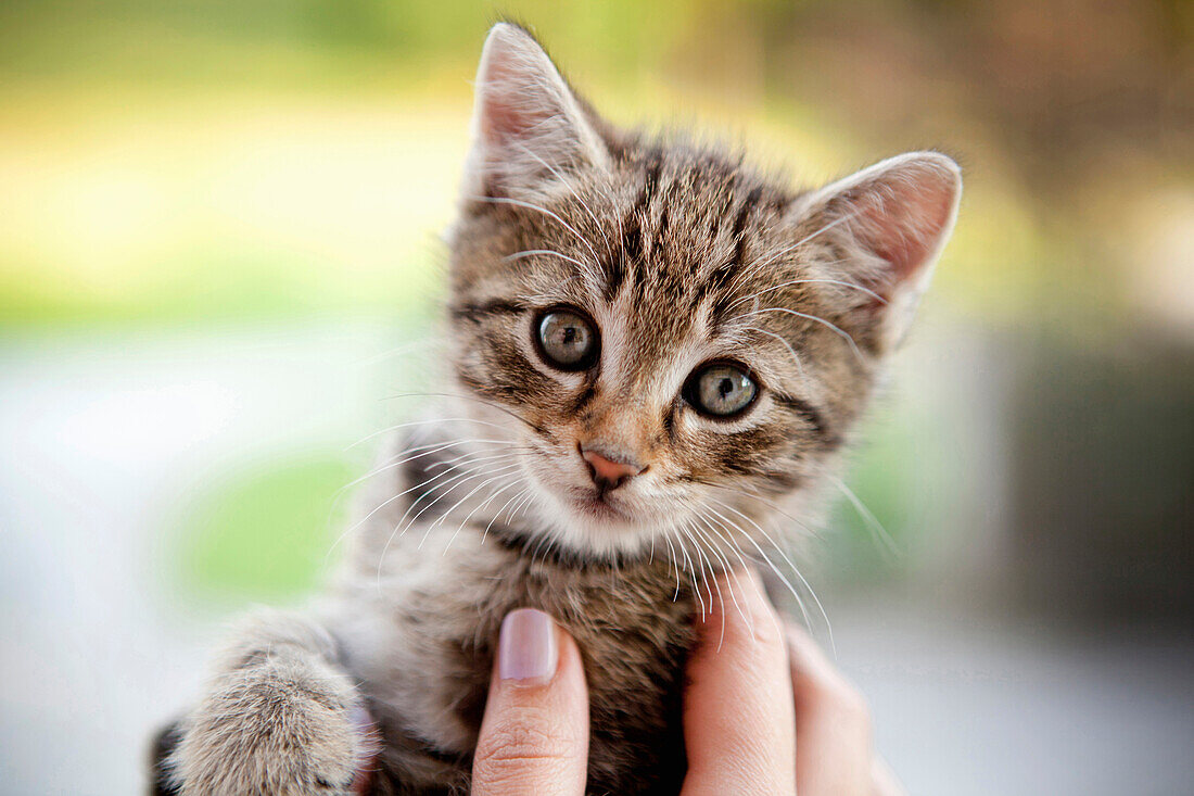 Hand hält einen junge Katze, Steiermark, Österreich