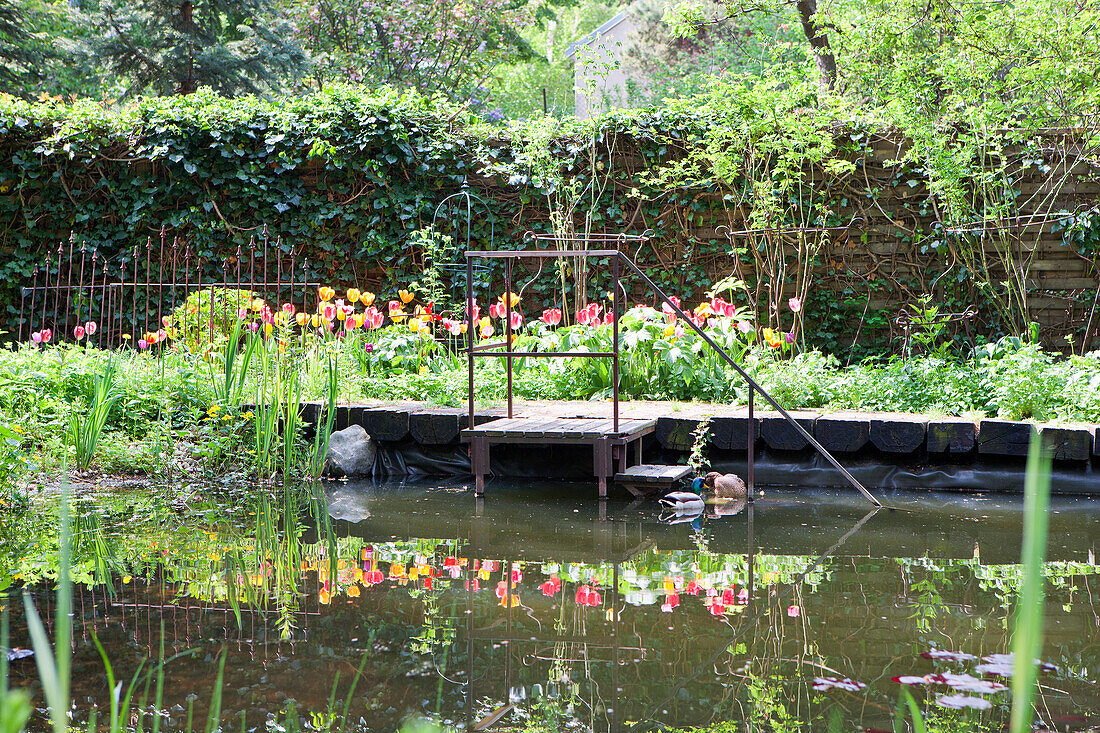 Tulips and pond in the garden in spring, Vienna, Austria