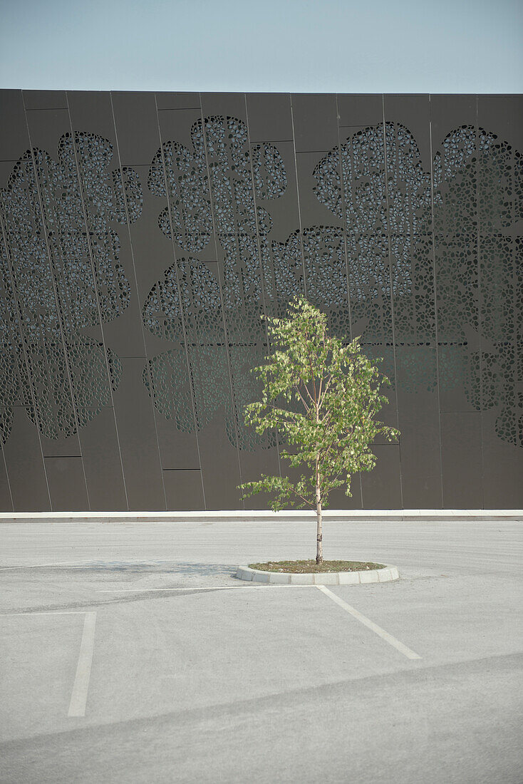 Single lonely tree at parking lot, gymnasium Podcetrtek close to Terme Olimia, modern architecture, Stajerska, Koroska, Slovenia