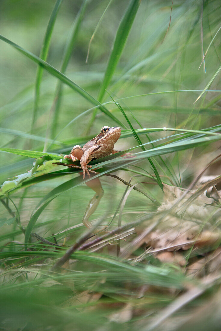 Frosch sitzt auf Grashalm im Naturpark Logarska Dolina, Stajerska, Slowenien