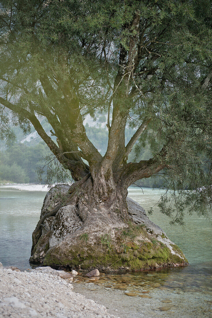 tree grown on rock, Soca valley around Bovec, Julian Alps, Primorska, Slovenia