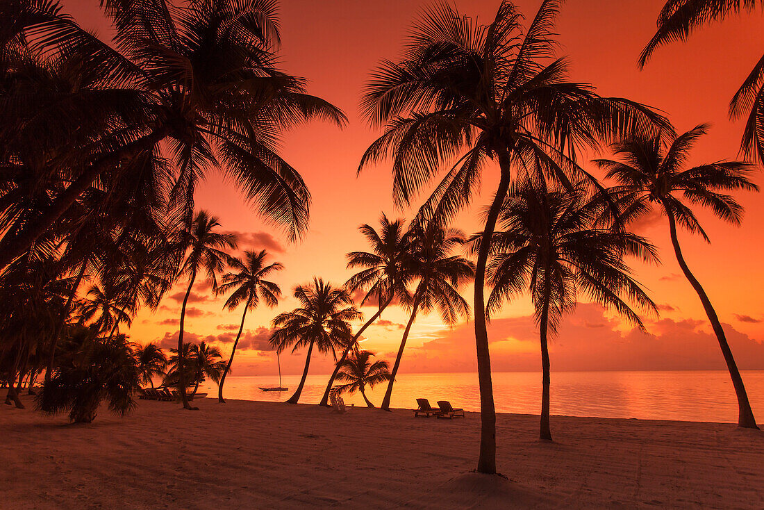 Beach with palm trees in the morning light at sunrise, Moorings Village Resort, Islamorada, Florida Keys, Florida, USA