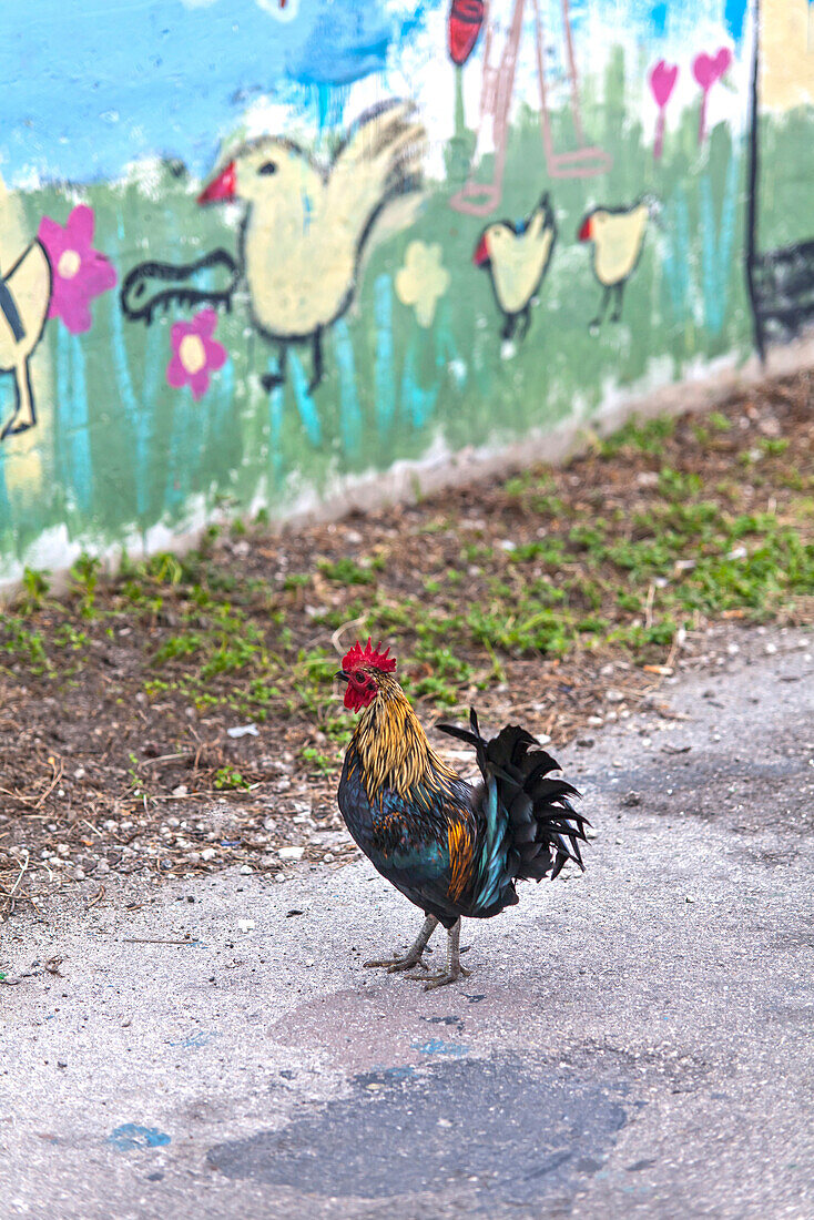 Roosters and chickens belong to the city of Key West, Key West, Florida Keys, USA
