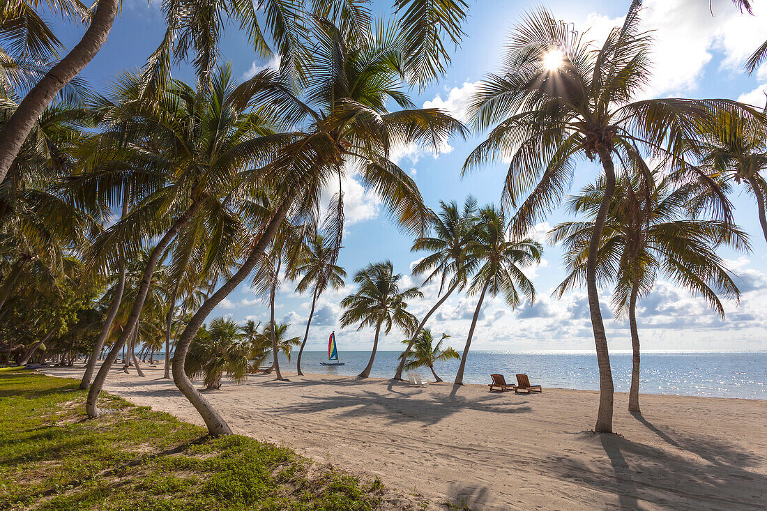 Strand mit Palmen im The Moorings Village Resort, Islamorada, Florida Keys, Florida, USA